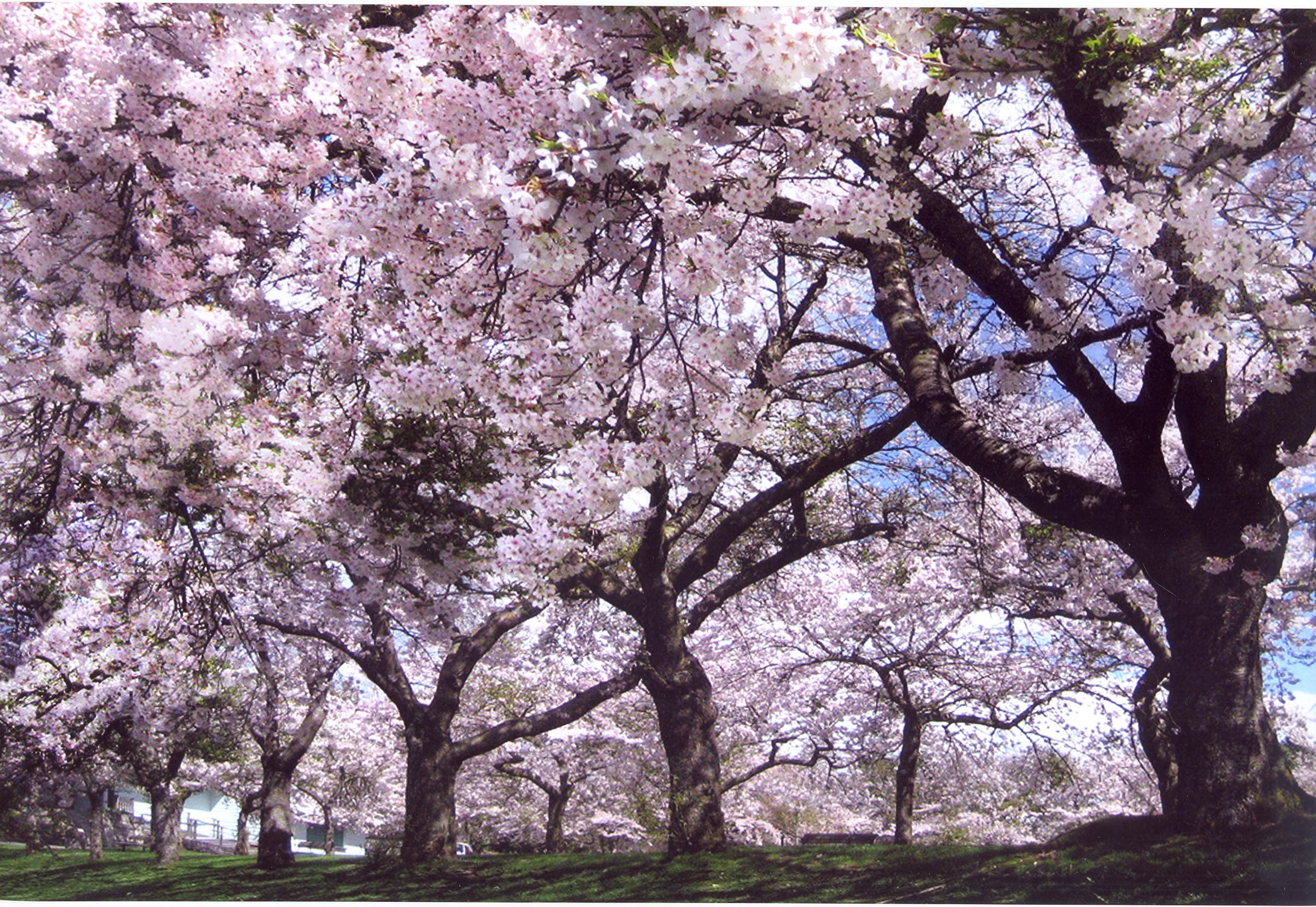 而今年的3月底,樱花在哪里?