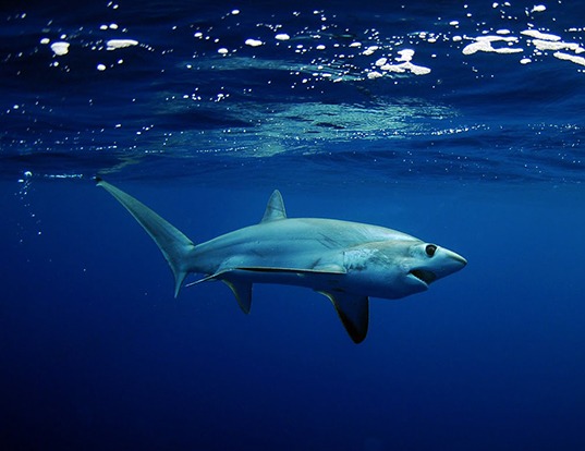 十一, bigeye thresher shark 比目鲨