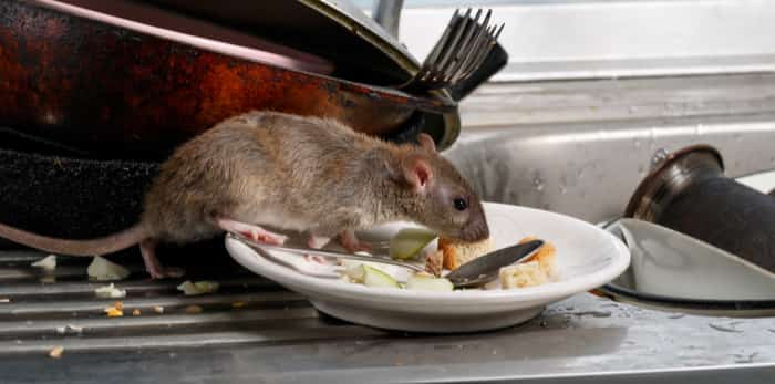 慎入!多只老鼠大闹大温餐厅,我们是吃饭还是吃老鼠!